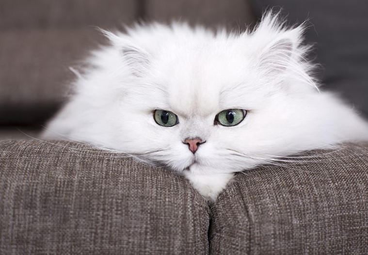 Persian Cat: A Majestic Companion