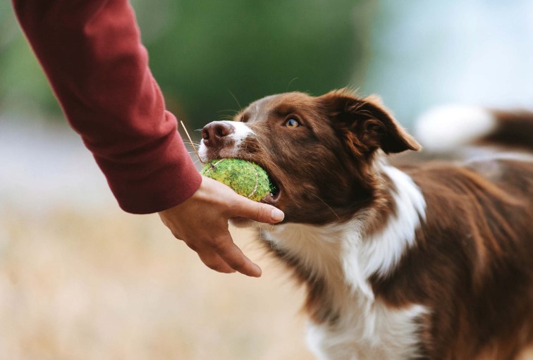 Pet Training Plays A Vital Role in Creating A Well-Behaved