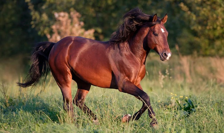 American Quarter Horse: The Ultimate Guide to This Iconic Breed
