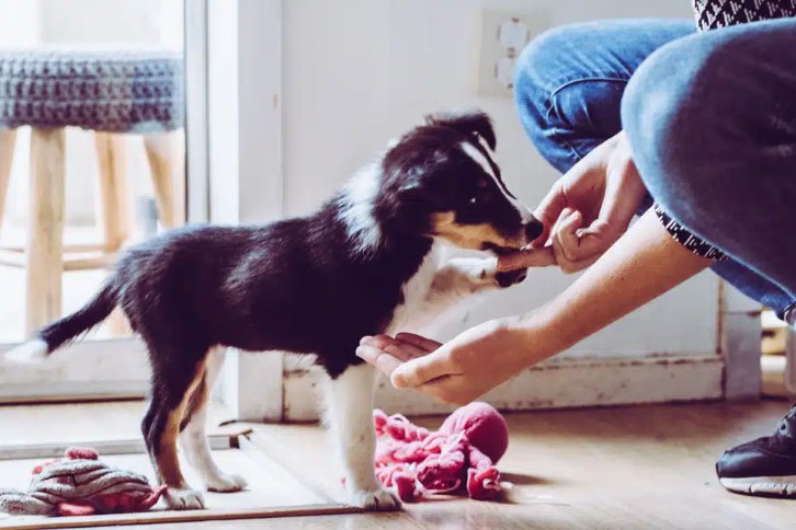 Puppy Training Tips: A Guide to Nurturing Well-Behaved Companions